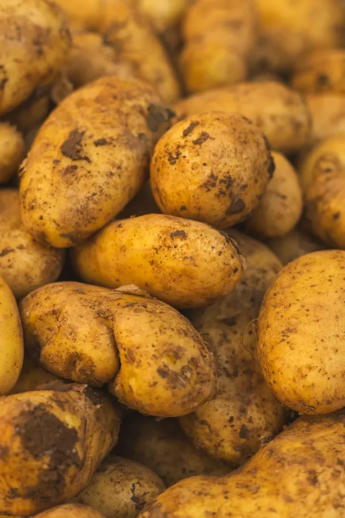 Safra de batata em goiás acelera: +3,1% em 2026
