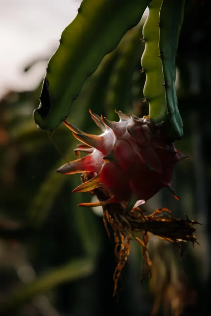 Pitaya no pomar: beleza, renda e manejo fácil