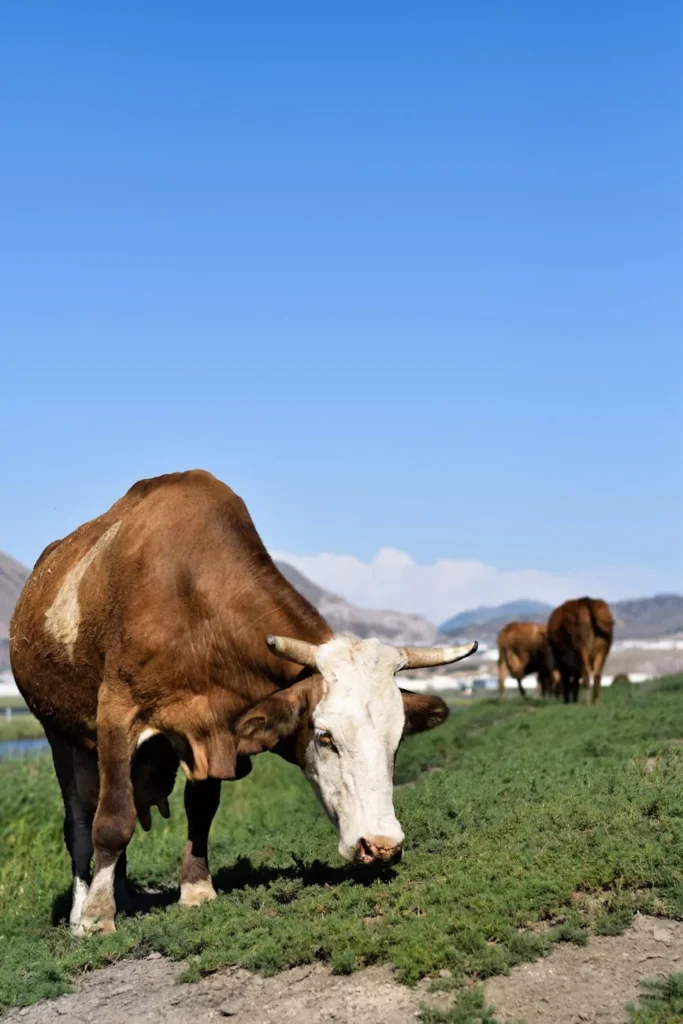 Robôs no agro: quanto custa e quando compensa