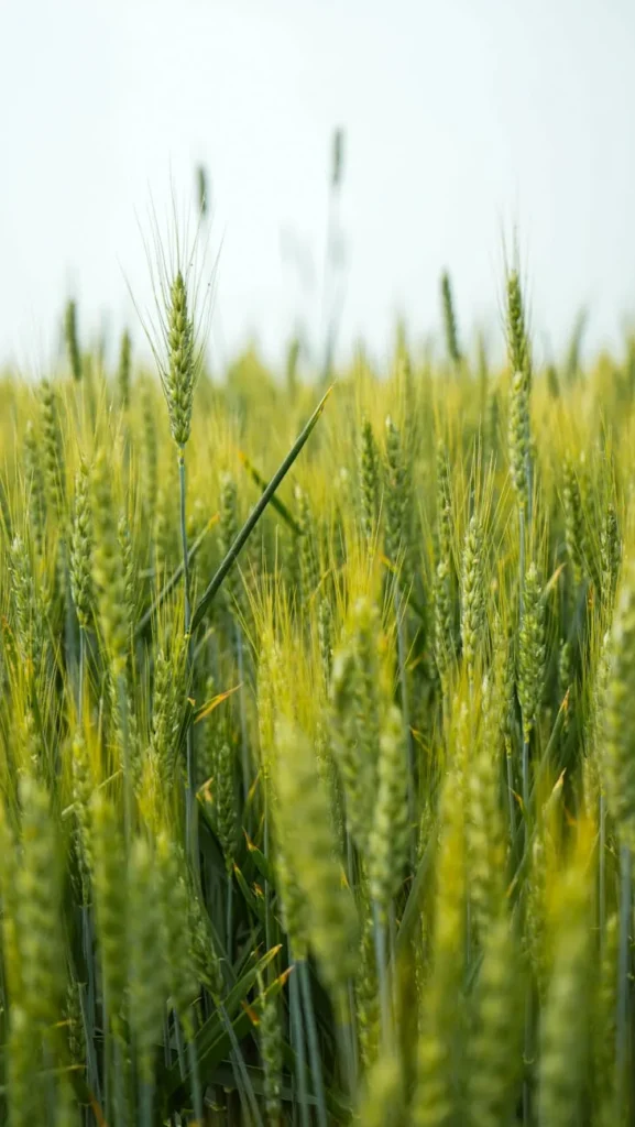 Pré-emergente no trigo menos daninhas mais lucro