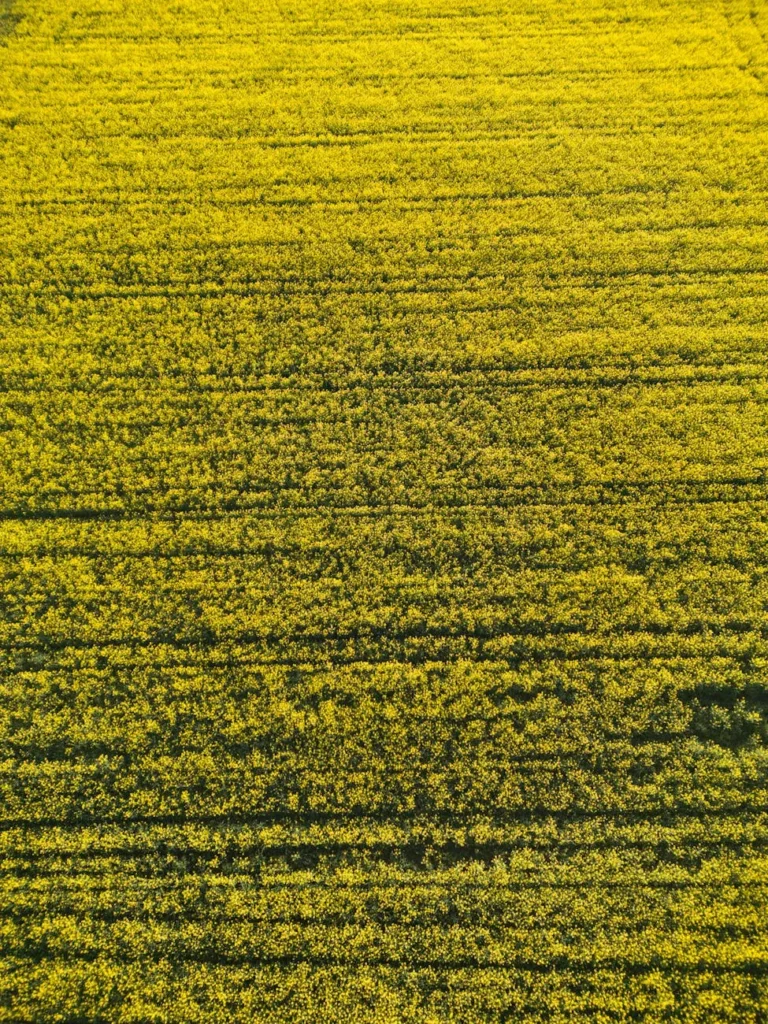 Canola safrinha corta 55% das emissões da aviação