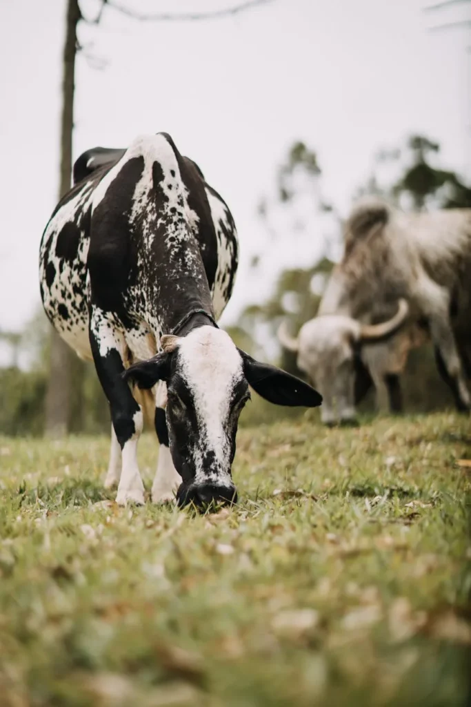 Leite a2: digestão mais leve, mais valor no campo