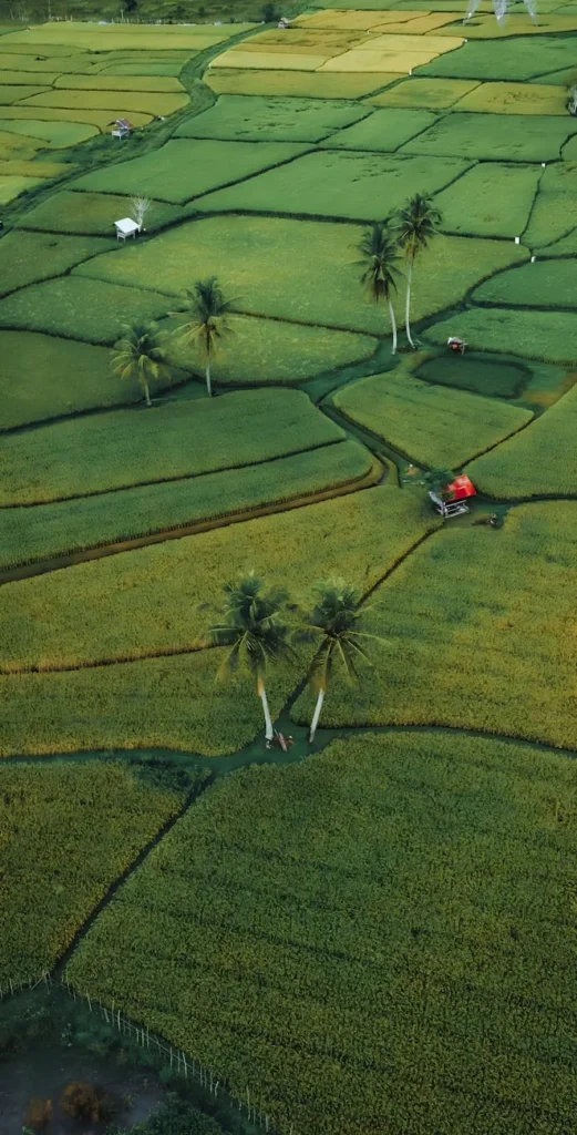 Agricultura 5.0: ia, iot e robôs revolucionam o campo