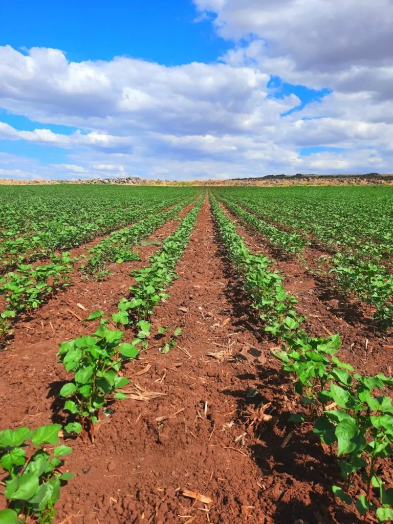 Campo mais inteligente: mais safra, menos custo