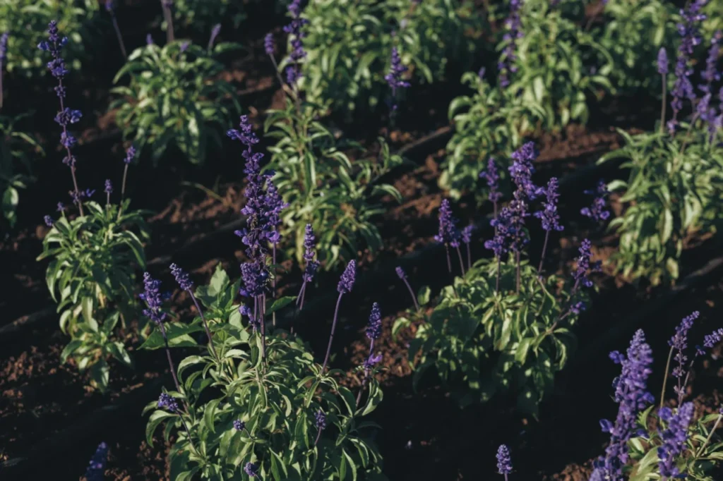 software de agricultura de precisão para grandes empresas
