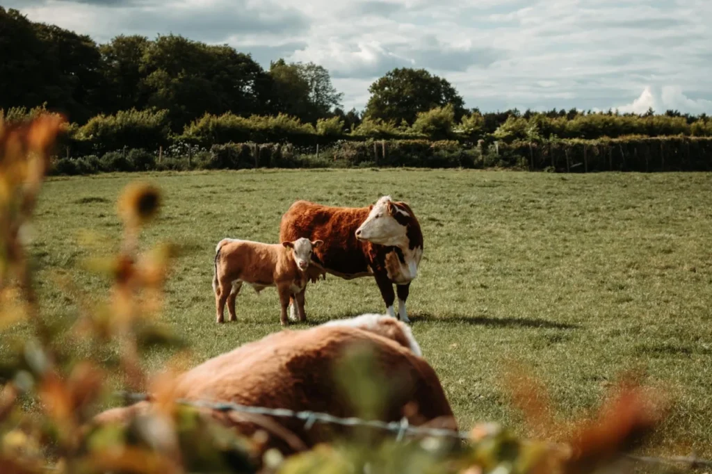 IA para gestão de fazenda